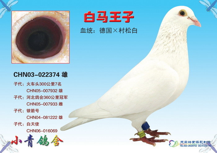 白马王子