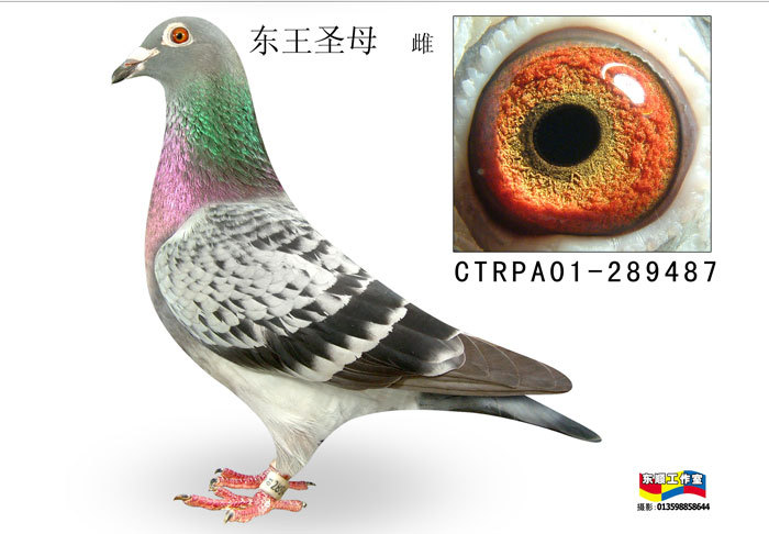 东王圣母