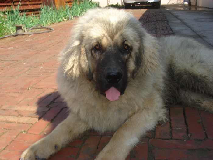 灰獒玉麒麟 (七个半月)