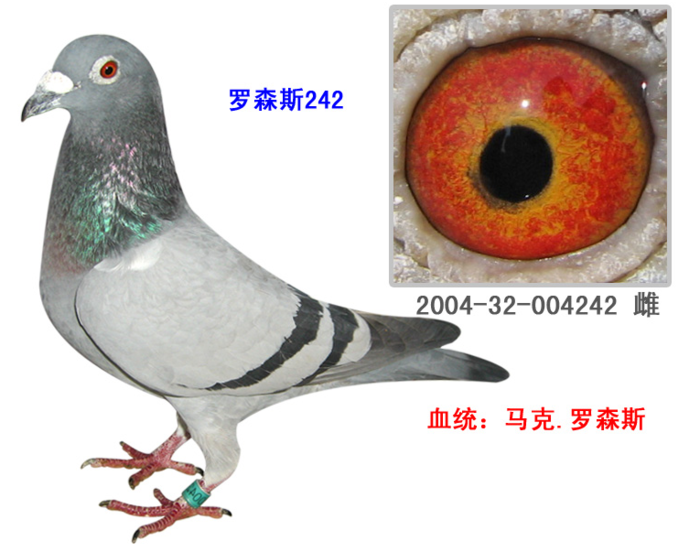 天九