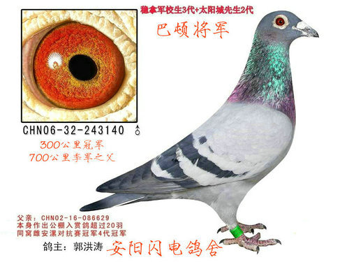 稳拿军校生X胡本