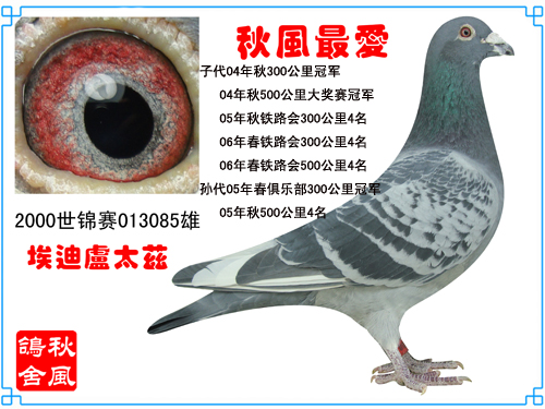 名血名鸽