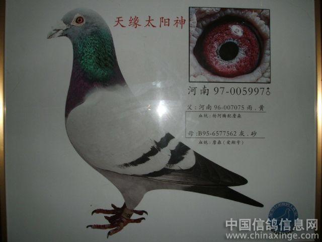 新乡鸽友种鸽