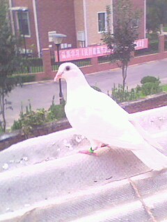 2007---湖北特比---雌