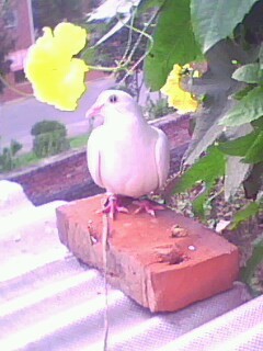 2007---湖北特比---雌 --写真