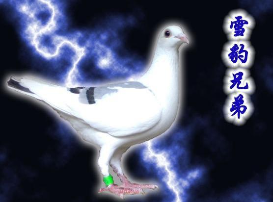 白鸽
