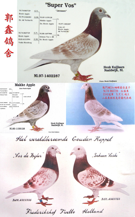 红苹果硕果家谱